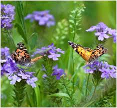 How To Propagate Verbena Verbena Plant Propagation Plants
