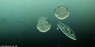 Organs fresh water water microscope activity microbiology. Pond Safari Photographer Captures Incredible Images Of The Microscopic Creatures Found Inside A Single Drop Of Water Daily Mail Online