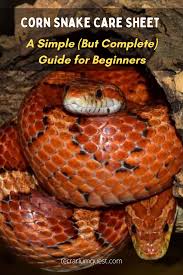 The former is marked by discoloration of the skin. Corn Snake Care Sheet A Simple But Complete Guide For Beginners Corn Snake Snake Pet Snake