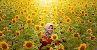 Kebun bunga dimiliki dan dikelola oleh warga lokal yang berprofesi sebagai petani. 5 Kebun Bunga Matahari Di Indonesia Cocok Buat Pecinta Selfie Halaman All Serambi Travel