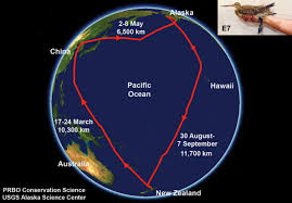 Check spelling or type a new query. East Asian Australasian Flyway Department Of Environment And Science