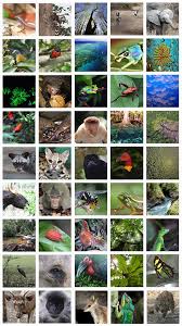Tropical rainforests are located in a band around the equator, mostly in the area between the tropic of cancer (23.5° n latitude) and the tropic of strata of the rainforest different animals and plants live in different parts of the rainforest. Why Do Rainforests Have So Many Kinds Of Plants And Animals