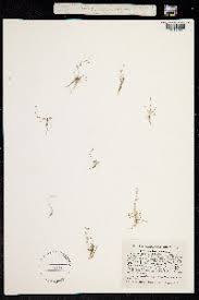 Image result for Subularia