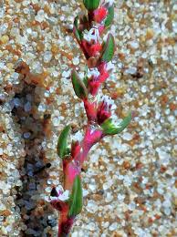 Image result for Oxygonum dregeanum