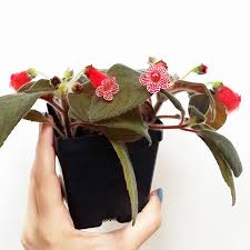 Image result for Microcoelia koehleri