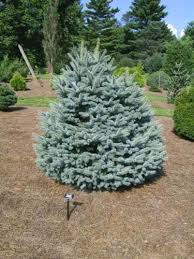Start date mar 2, 2019. Picea Pungens Baby Blue Eyes Baby Blue Eyes Colorado Spruce Conifer Trinomial American Conifer Society