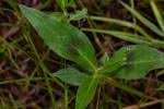 Image result for Persicaria madagascariensis