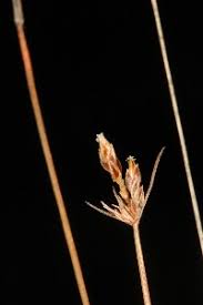 Image result for Bulbostylis trabeculata