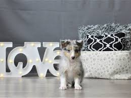 If you are looking for puppies for sale or a particular stud dog in your area you can also. Shetland Sheepdog Puppies Petland Carriage Place