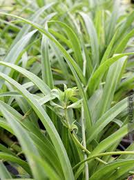 Image result for Chlorophytum minor