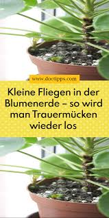 Kleine Fliegen In Der Blumenerde So Wird Man Trauermucken Wieder Los In 2020 Fliegen In Blumenerde Blumenerde Kleine Fliegen