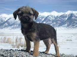Border Terrier Cali At 10 Weeks Old Border Terrier Puppy Border Terrier Patterdale Terrier