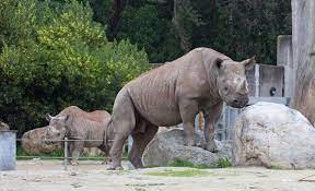Conservation Community San Francisco Zoo Gardens