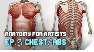 Anatomy is to physiology as geography is to history: Anatomy For Artists Chest Abs Youtube
