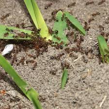 You may also use a reusable bait station. Fire Ant Protection Green Thumb Lawn Service