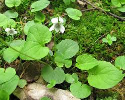 This species is very similar to bleeding heart, with flowers that look like little white pantaloons. Violets And Ladyslippers Natural And Agricultural Observations In Around Hawthorne Valley