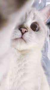  Pin Oleh Grace Uwu Di çŒ« Kucing Bayi Gambar Kucing Lucu Anak Kucing Gemas