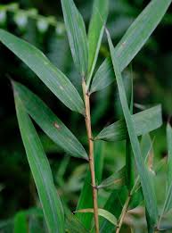 Image result for Oldeania alpina