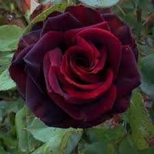 Today's roses are specially grown to be less fussy and have higher yields. Rose Rosa Black Magic In The Roses Database Garden Org