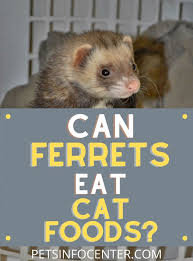 A good ferret diet must be the ferret has to eat at least twice as much of the cheaper food to get the calories he needs. Ferrets Archives Pets Info Center