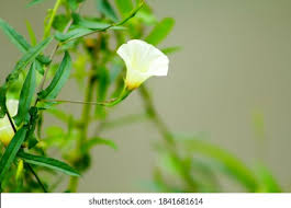 Image result for Xenostegia