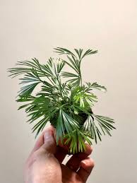 Image result for Actiniopteris