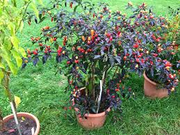 Bolivian rainbow pepper grown for centuries in bolivia (central south america), the fruit on this beautiful plant turns from brilliant purple to yellow to orange, and finally to red when ripe, with all stages of the pepper present on the plant at once. Plants Seeds Bulbs Vegetables 10 Seeds By Samenchilishop Rainbow Pepper Bolivian Rainbow Hot Pepper Winkcig Com
