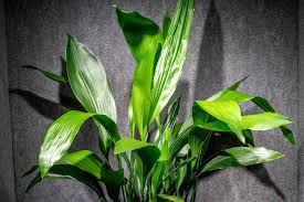 Image result for Aspidistra