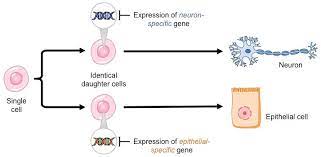 Both animal cells and plant cells are eukaryotes, and therefore a plant cell has this feature, too. Cell Differentiation Bioninja