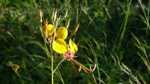 Image result for Cleome angustifolia