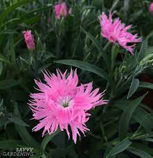In early spring, a stunning display of bright pink flowers top the thick, dark green, glossy leaves. Pink Perennials For The Garden From Pale Pink To Fuchsia