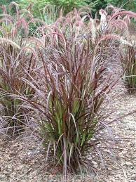 Red Fountain Grass Riverview Flower Farm S Florida Friendly Plants Red Fountain Grass Plants Ornamental Grasses