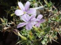 Image result for Barleria randii