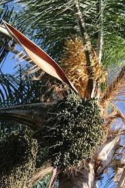 Image result for Syagrus