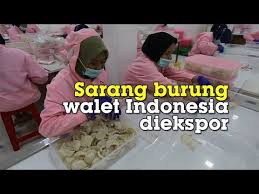 To access coti's trustchain mainnet wallet, or any other current and future coti products, you will first need to open a cps (coti payment system) account, the getaway to the coti network. Sarang Burung Walet Di Indonesia Bisa Cegah Virus Corona Youtube