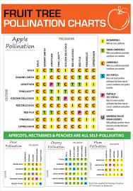 Fruit Tree Pollination Small Garden Ideas Fruit Trees