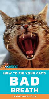 Pin On Cat Care