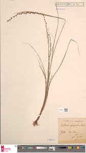 Image result for Scleria melanotricha