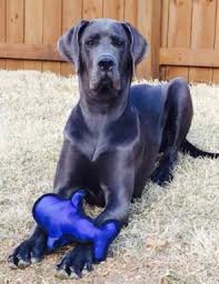 We are great dane breeders located in north carolina. Blue Great Dane Breeder Highlands Great Danes
