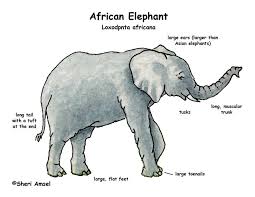 Elephant African