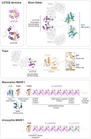 Douglass, and was incorporated in 1996. Lotus Domain Proteins Developmental Effectors From A Molecular Perspective
