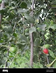 Image result for Erianthemum