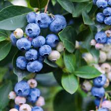 In botany, a berry is a fleshy or pulpy indehiscent fruit in which the entire ovary wall ripens into a relatively soft pericarp, the seeds are embedded in the common flesh of the ovary, and typically there is more than one seed. Best Berry Plants For Edible Landscaping