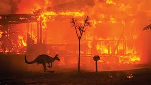 3b Animals Affected By Australia Bushfires Study In 2020 Terrifying Pictures Australian Wildlife Unique Animals