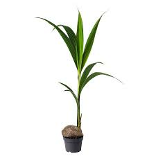 Cocos Nucifera Plante Kokospalme Ikea Planteideer Potteplante Plante