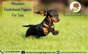Miniature dachshund puppies for sale in austin texas. Akc Dachshund Puppies For Sale Picture Of Austin Texas Tripadvisor