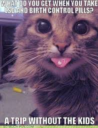 The combined oral contraceptive pill (cocp), often referred to as the birth control pill or colloquially as the pill, is a type of birth control that is designed to be taken orally by women. Party Cat Knows How To Have A Good Time Animals Funny Cats Cats