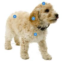 Email us now for more info! Cockapoo Insurance Ultimate Guide To Cockapoos Scratch Patch