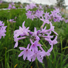 Image result for Tulbaghia