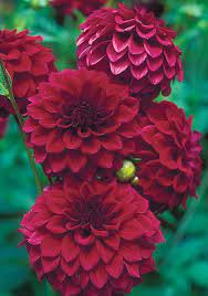 Hockley Maroon Dahlia Blooming Now From Old House Gardens Heirloom Bulbs Beautiful Pretty Flowers Beautiful Flowers Flowers Nature